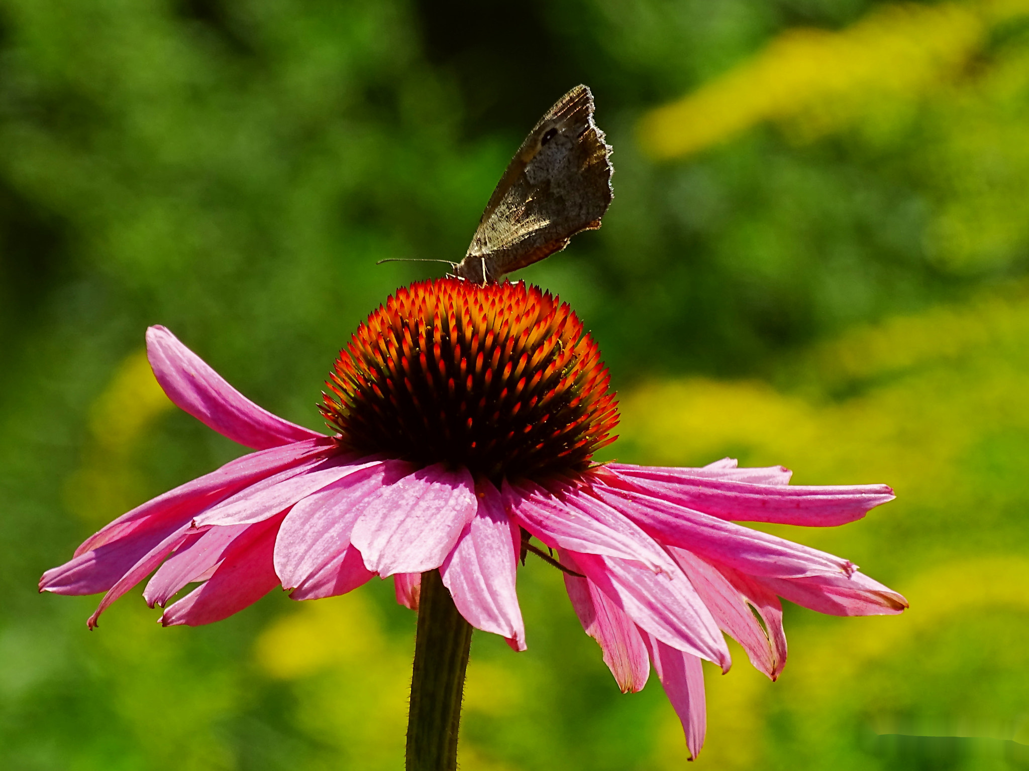 Sony Cyber-shot DSC-HX400V + Minolta AF 80-200mm F2.8 HS-APO G sample photo. 33_2018.jpg photography