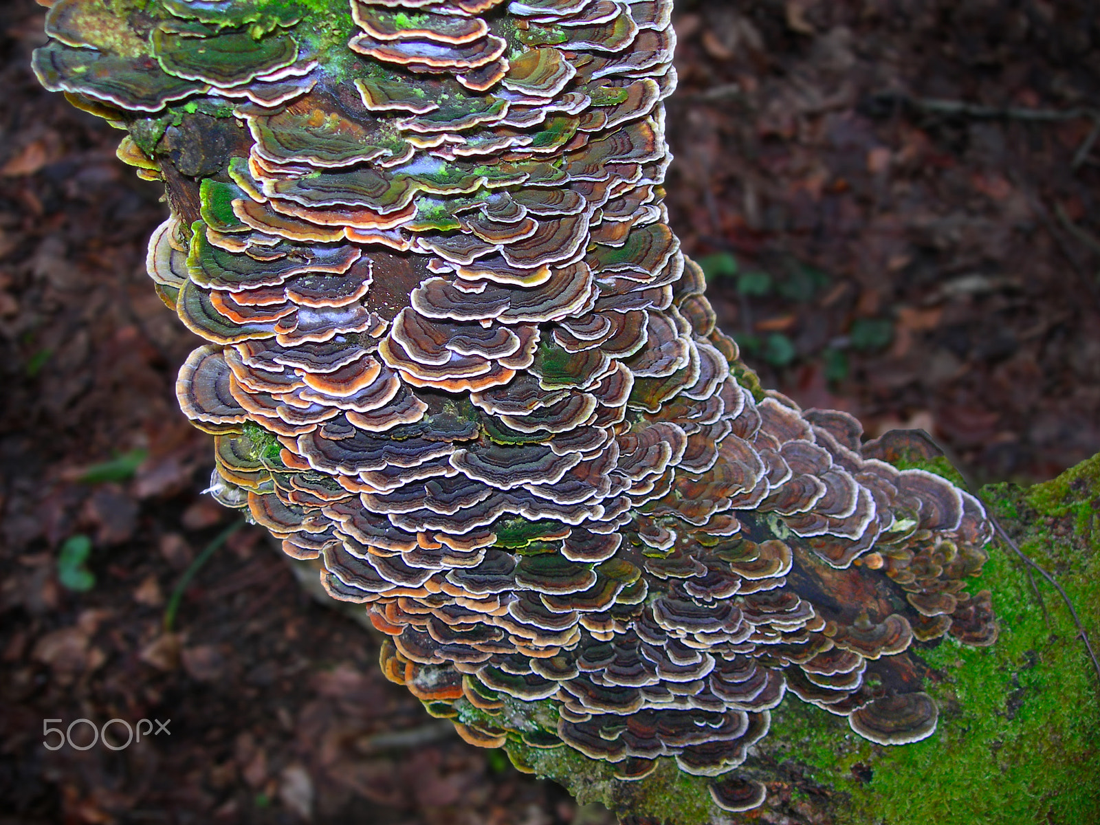 Nikon E7900 sample photo. Turkey tail fungi trametes versicolor photography