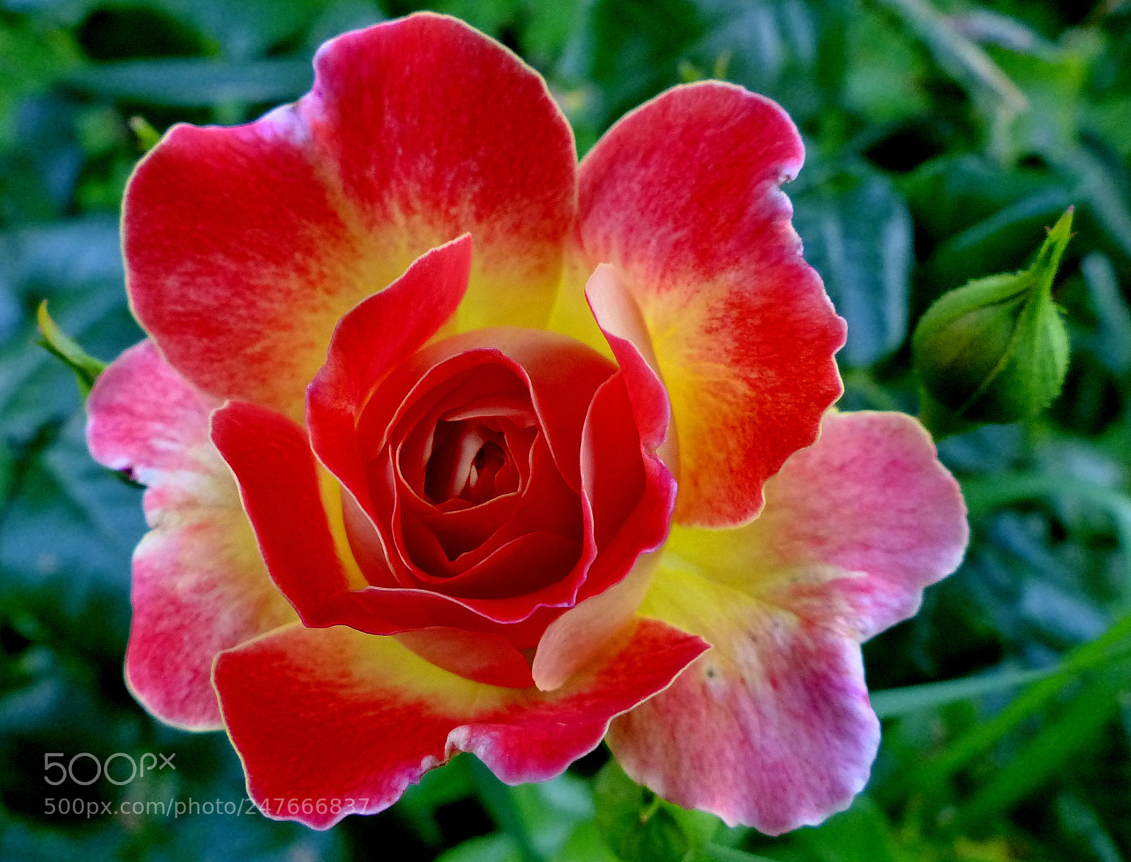 Panasonic Lumix DMC-FZ200 sample photo. Rose. photography