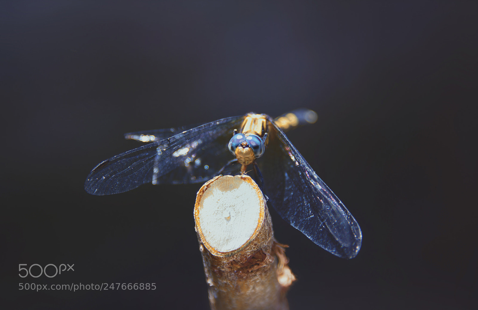 Nikon D610 sample photo. Dragonfly photography