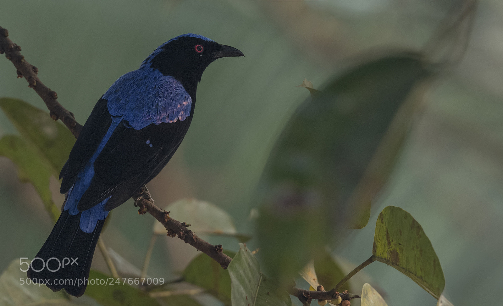 Nikon D500 sample photo. Asian fairy bluebird male photography