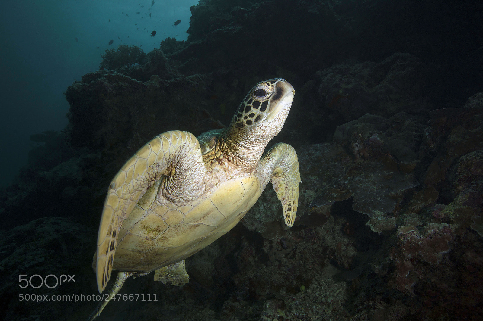 Canon EOS 5DS R sample photo. Green sea turtle photography