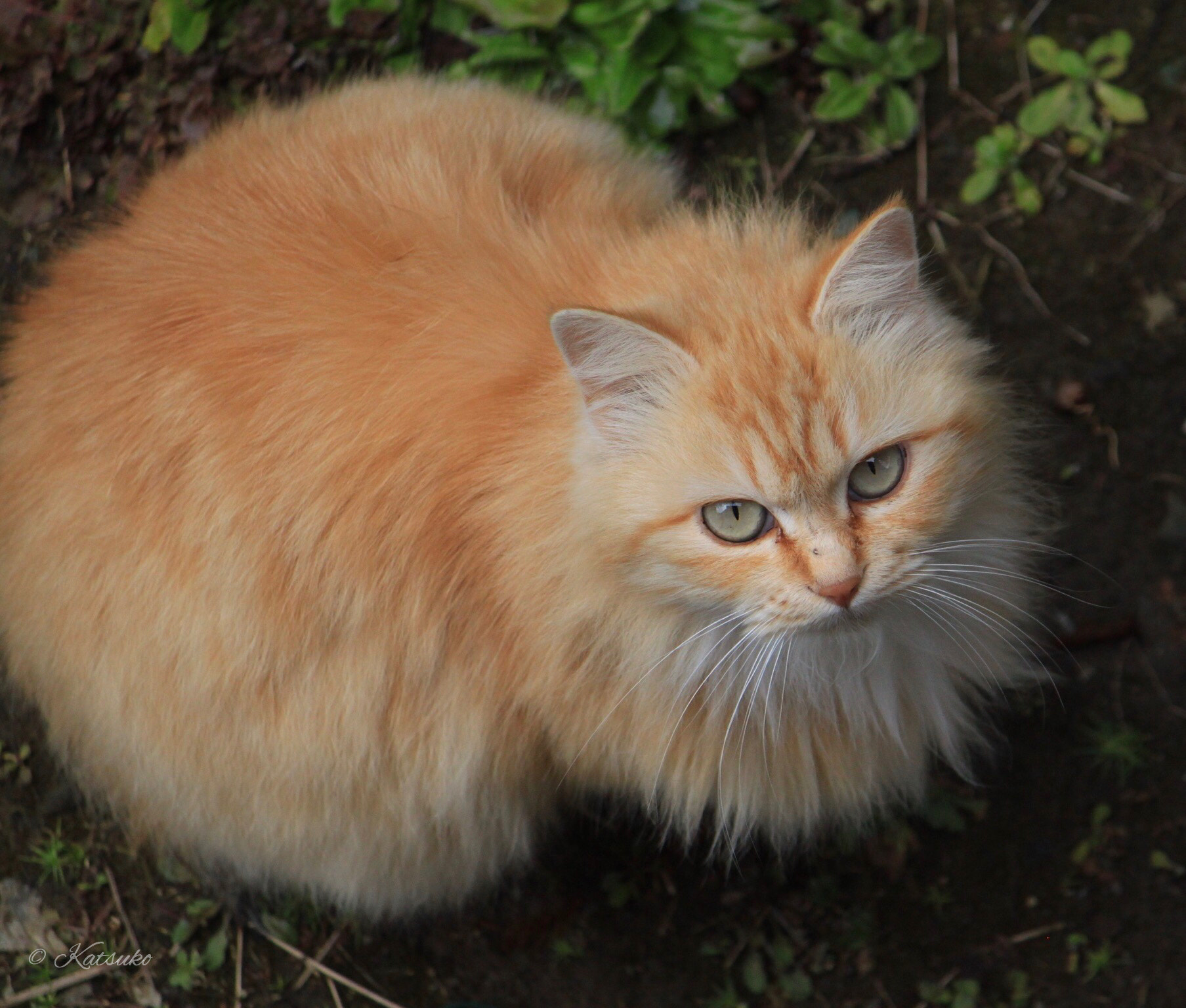 Canon EOS 500D (EOS Rebel T1i / EOS Kiss X3) sample photo. ⭐️茶トラ 猫 photography