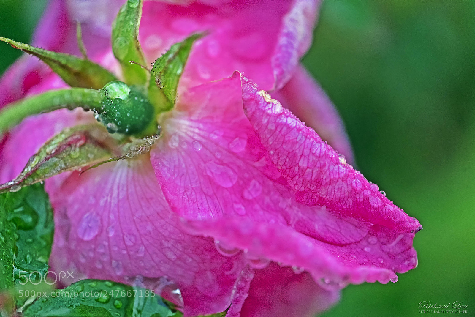 Sony a7 II sample photo. Frozen pink rose photography