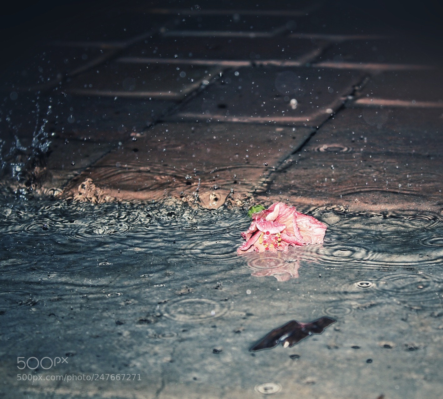 Canon EOS 1300D (EOS Rebel T6 / EOS Kiss X80) sample photo. Rain!!! ☔️☔️☔️☔️ photography