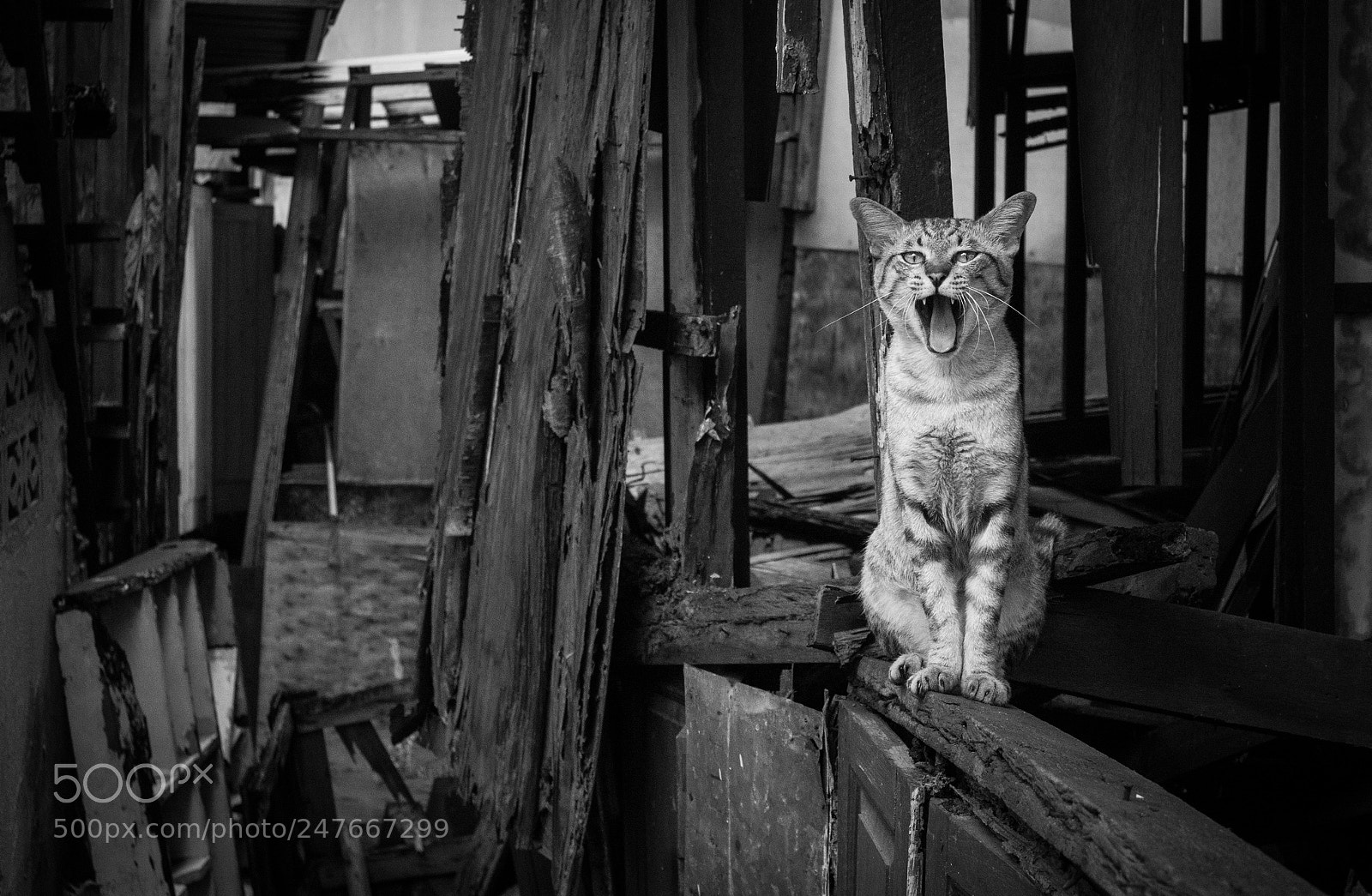 Panasonic Lumix DMC-GX7 sample photo. King of the slums photography