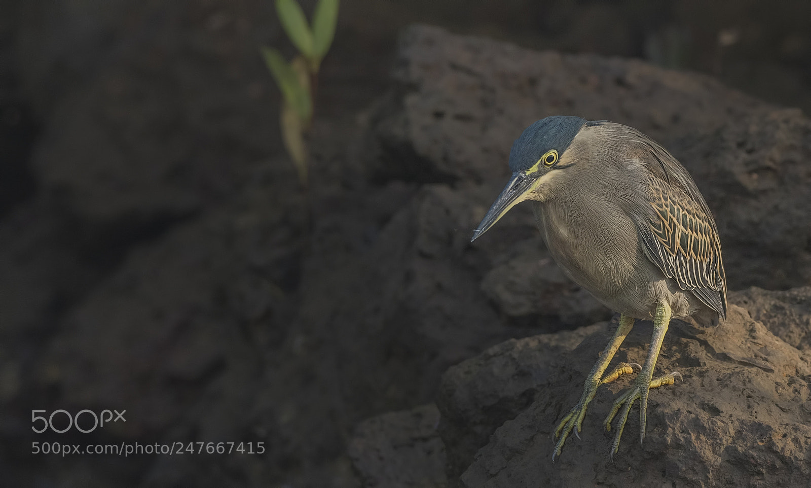 Nikon D500 sample photo. Striated heron photography