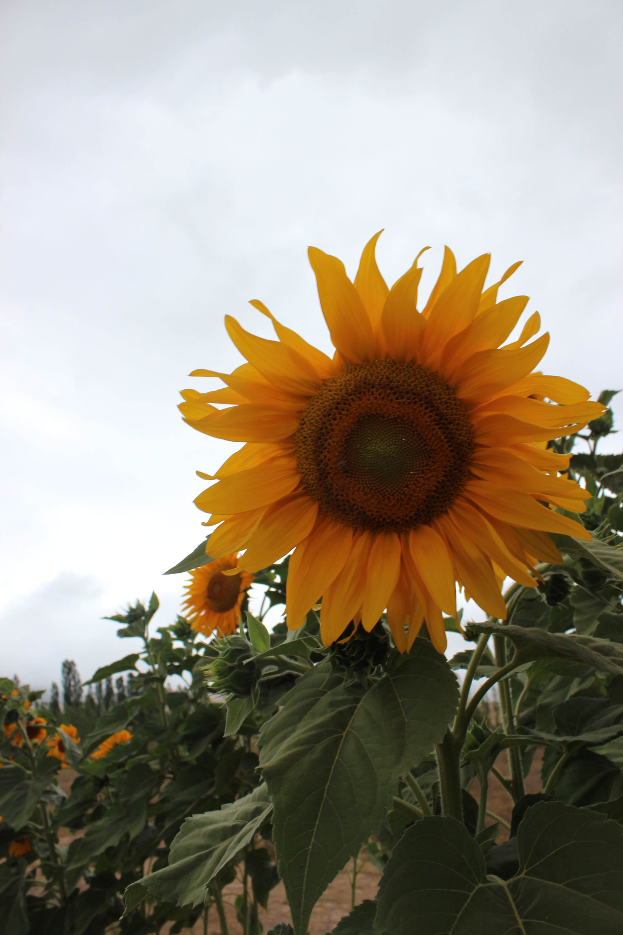 Canon EOS 600D (Rebel EOS T3i / EOS Kiss X5) sample photo. Img photography
