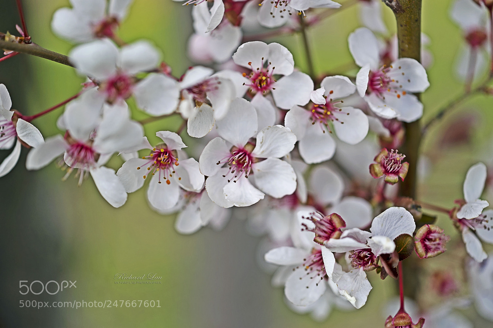 Sony a7 II sample photo. Cherry blossoms photography