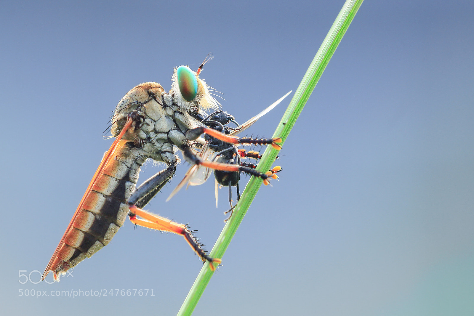 Canon EOS 7D sample photo. Robberfly photography