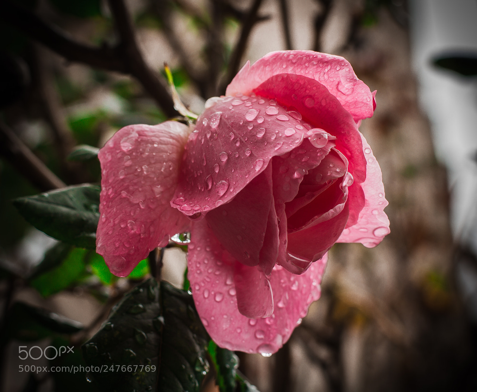 Canon EOS 7D sample photo. Captured in my home photography