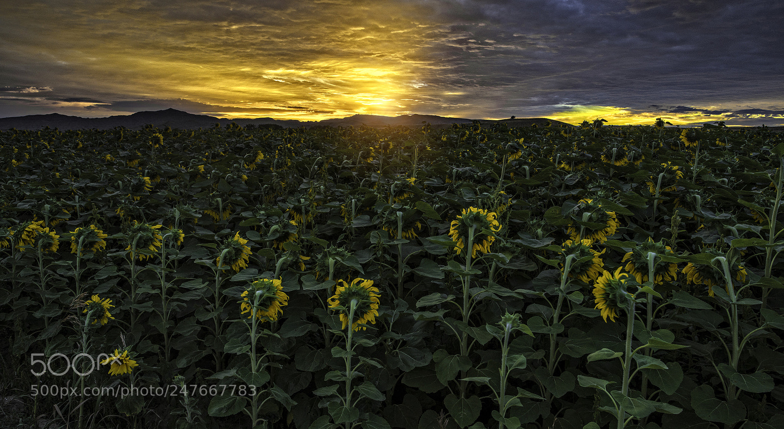 Pentax 645Z sample photo. Sunflowers sleeping in photography