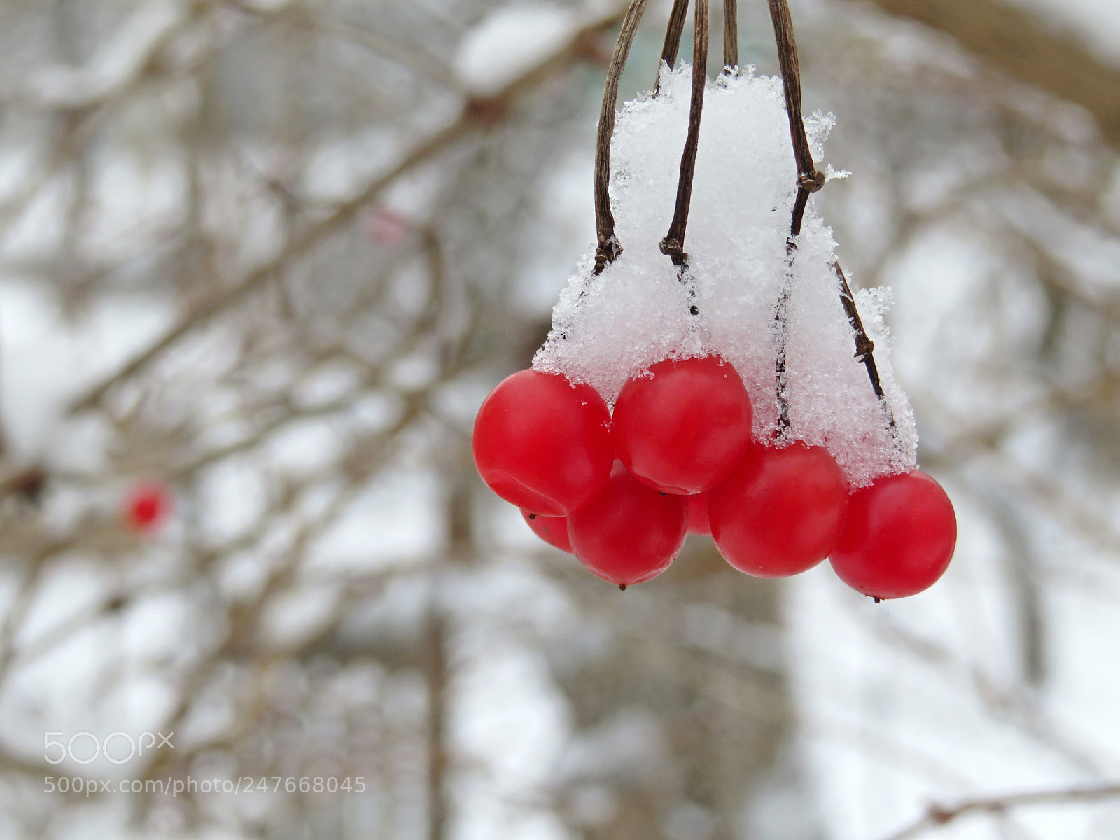 Canon PowerShot SX720 HS sample photo. Winter colours photography