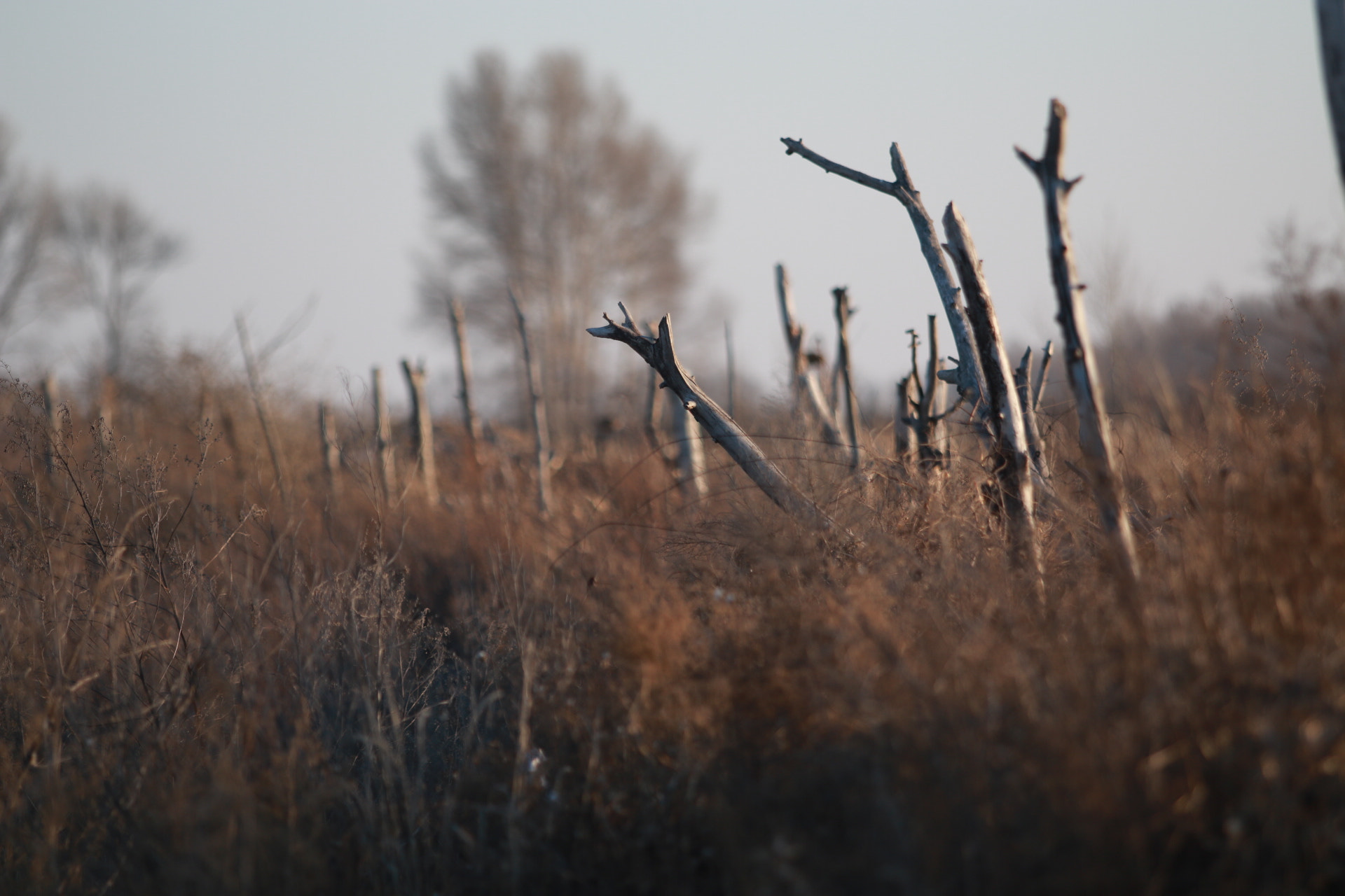 Canon EF 70-200mm F2.8L USM sample photo. 冬天 photography