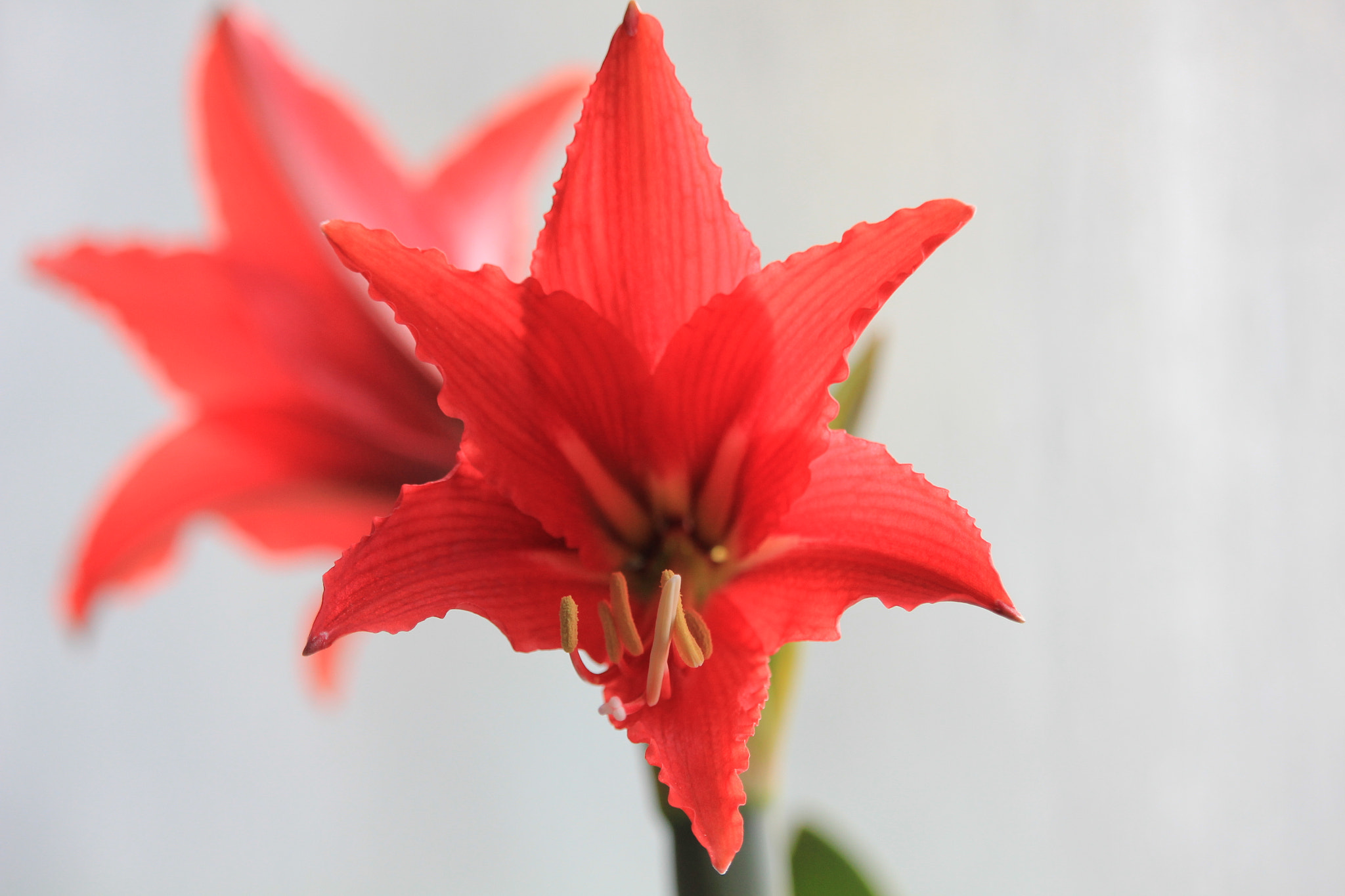 Canon EF-S 55-250mm F4-5.6 IS STM sample photo. Img photography