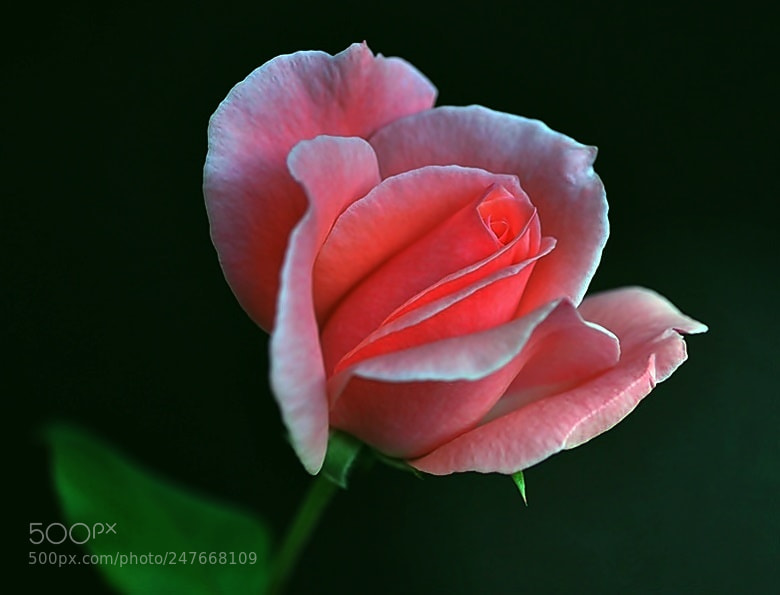 Nikon D5000 sample photo. ** photography