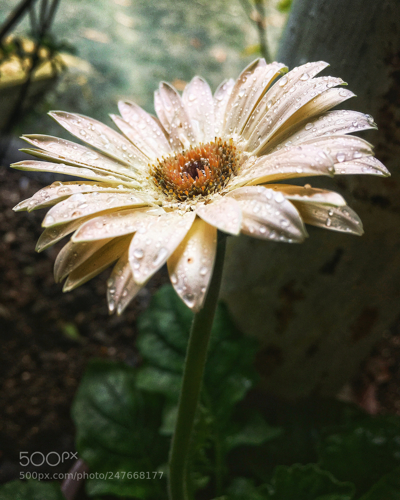 Apple iPhone SE sample photo. Maguerite photography