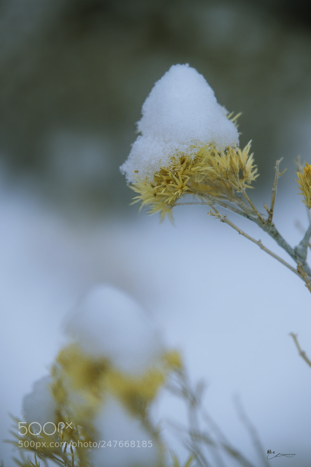Canon EOS M6 sample photo. 雪上加霜 photography