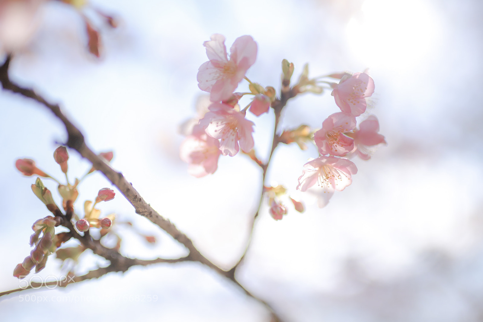 Canon EOS 6D Mark II sample photo. Cherryblossom photography