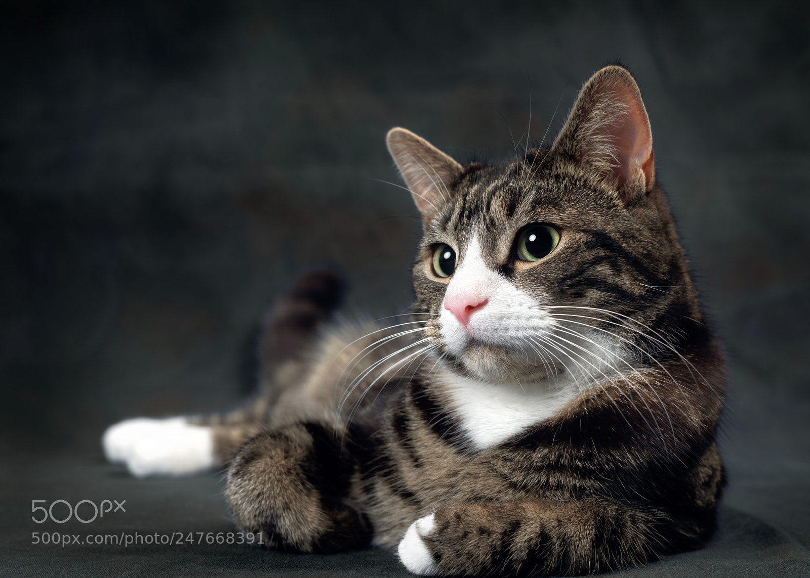Nikon D810 sample photo. 'the thinker' photography