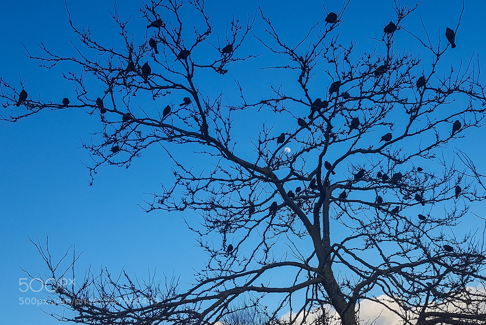 Samsung GALAXY S6 edge sample photo. Tree bird photography