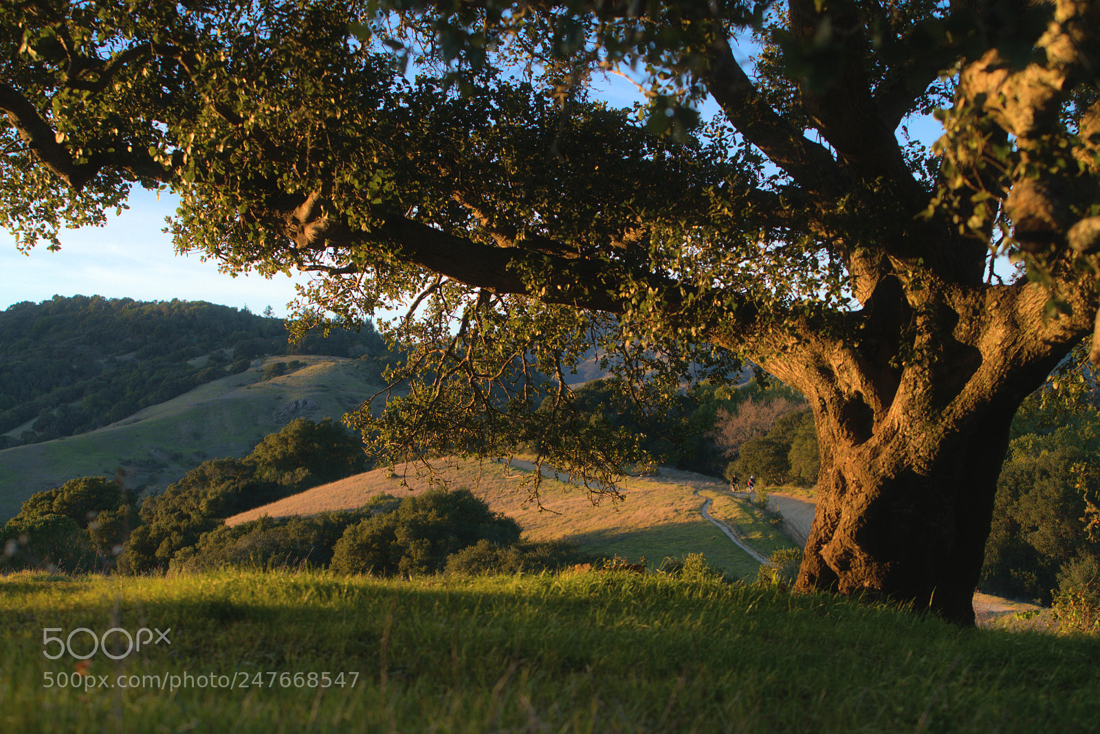 Sony a7R II sample photo. Warm tree photography