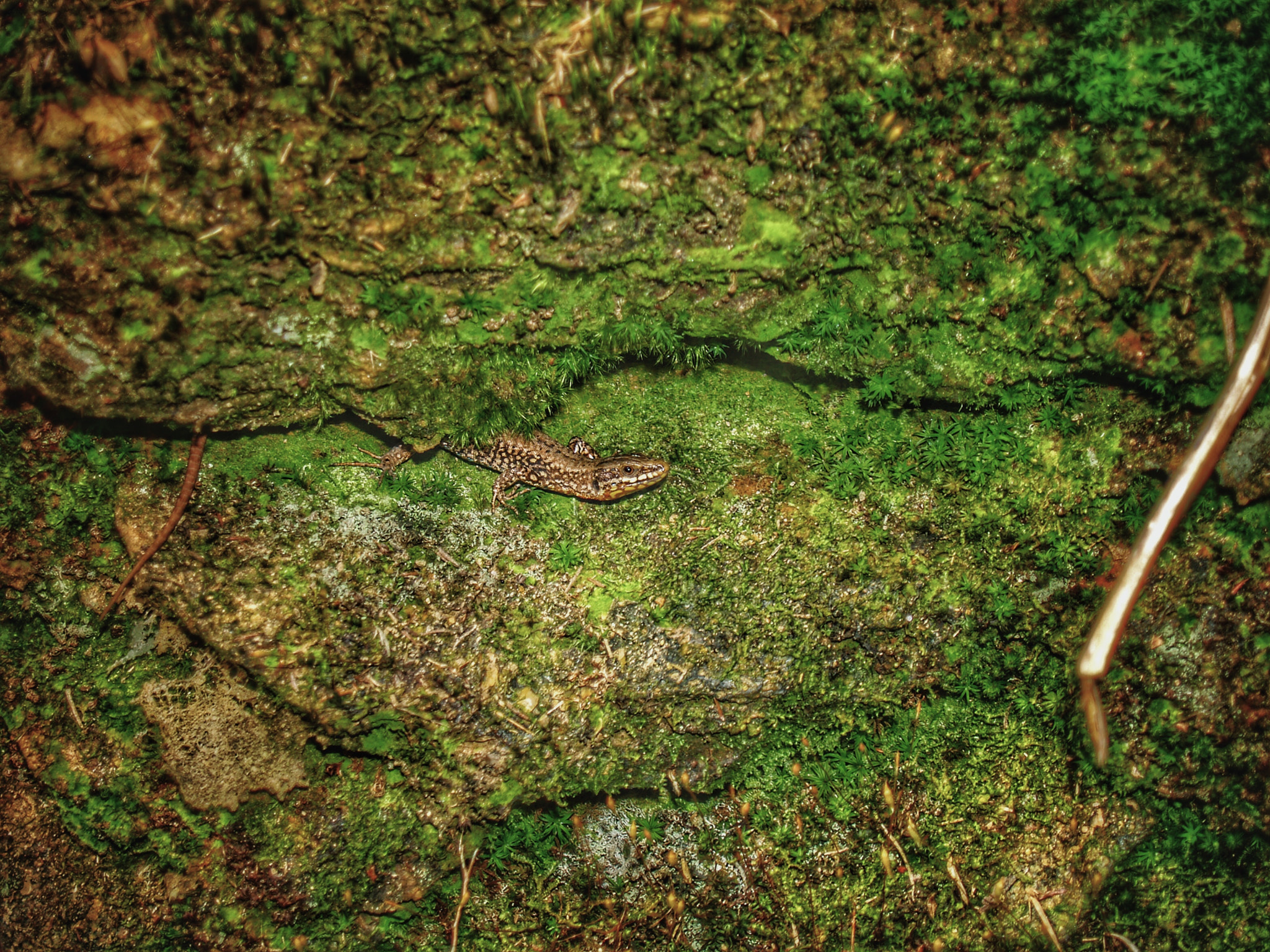 Olympus E-330 (EVOLT E-330) sample photo. Reptil en verde photography
