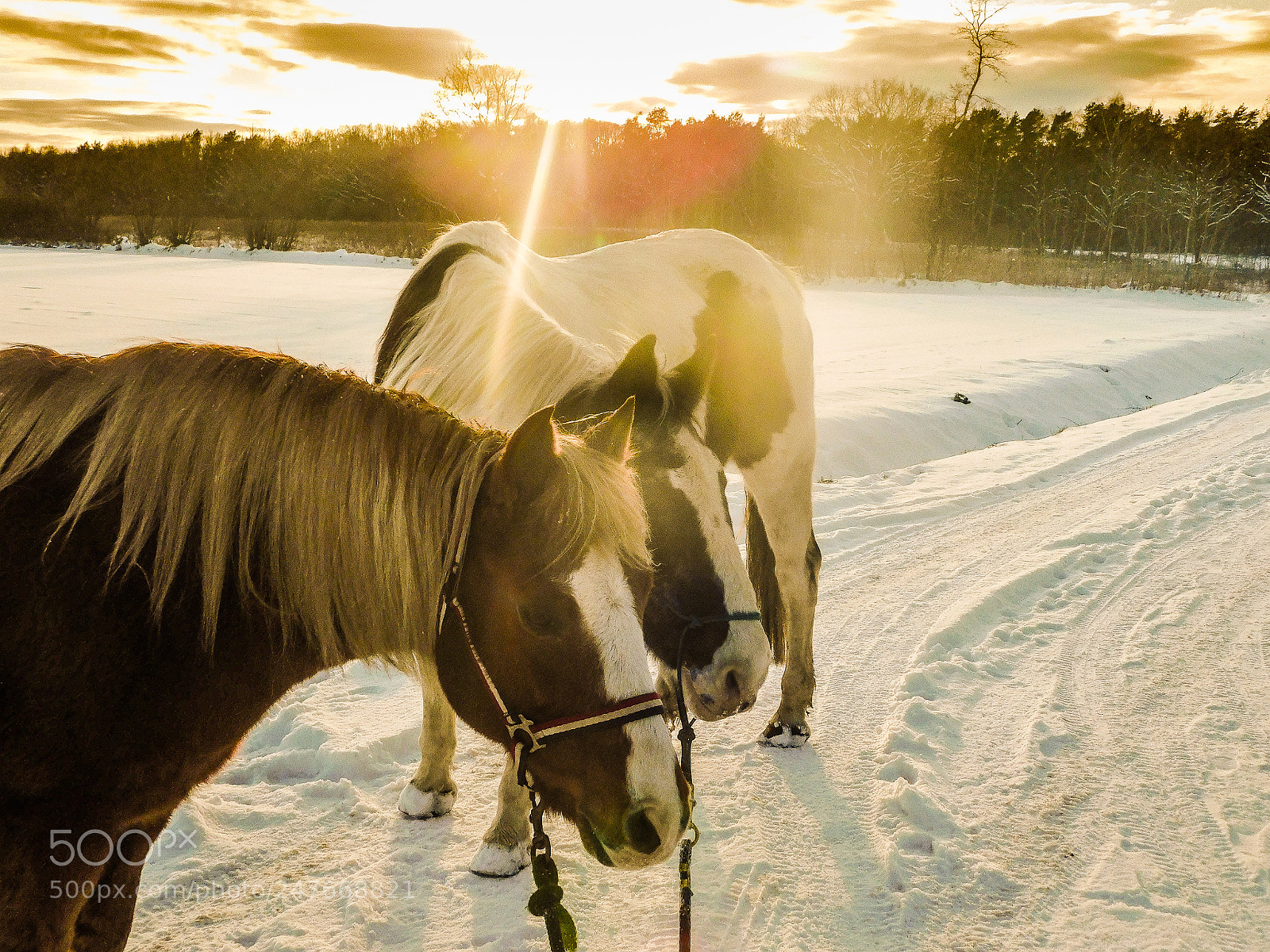 Nikon Coolpix B500 sample photo. Riding with the horses photography