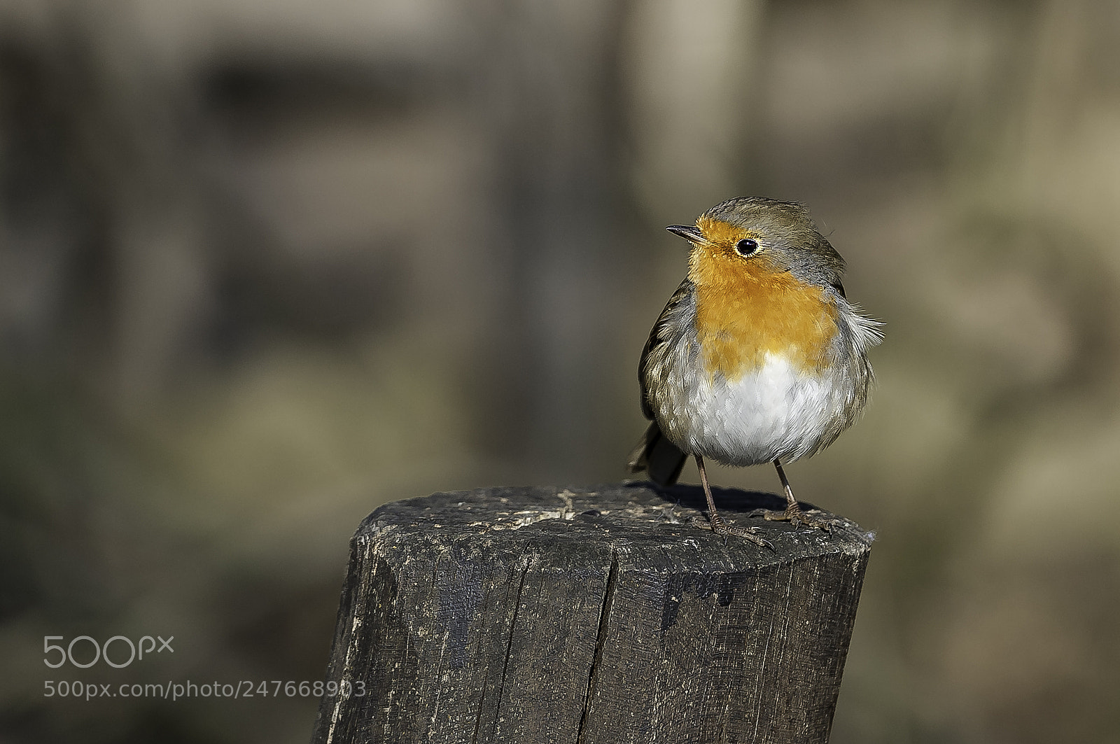 Nikon D700 sample photo. "robin in the wintersun" photography