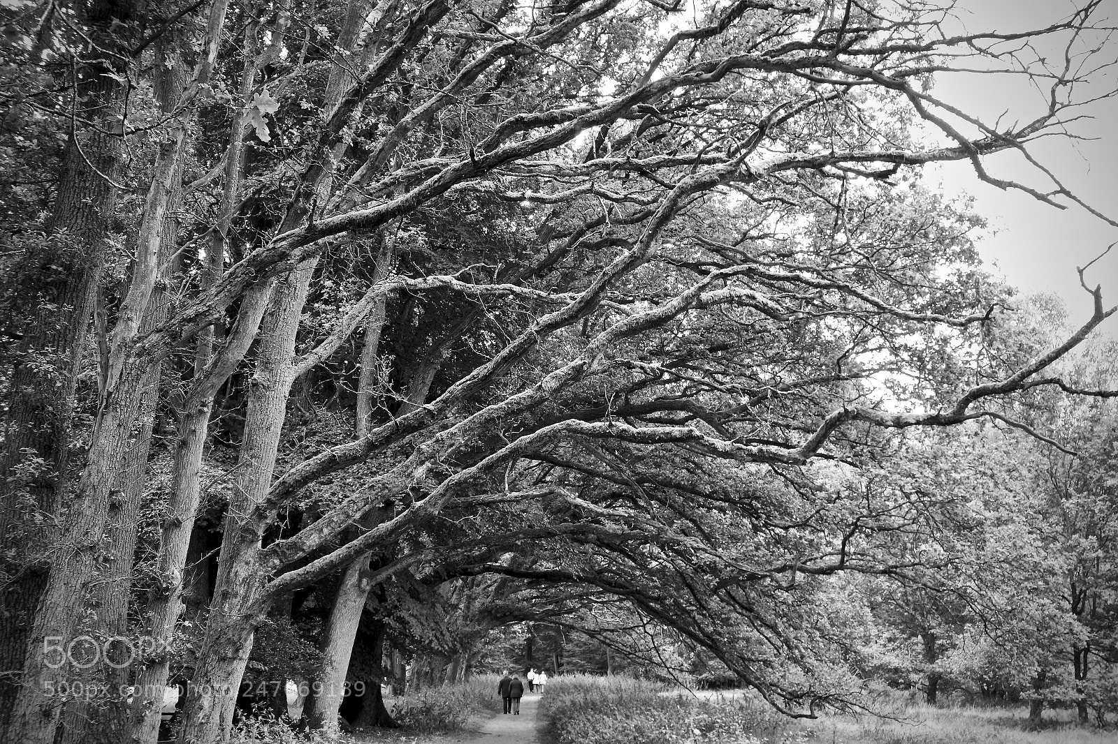 Sony Cyber-shot DSC-RX100 sample photo. The woods path photography