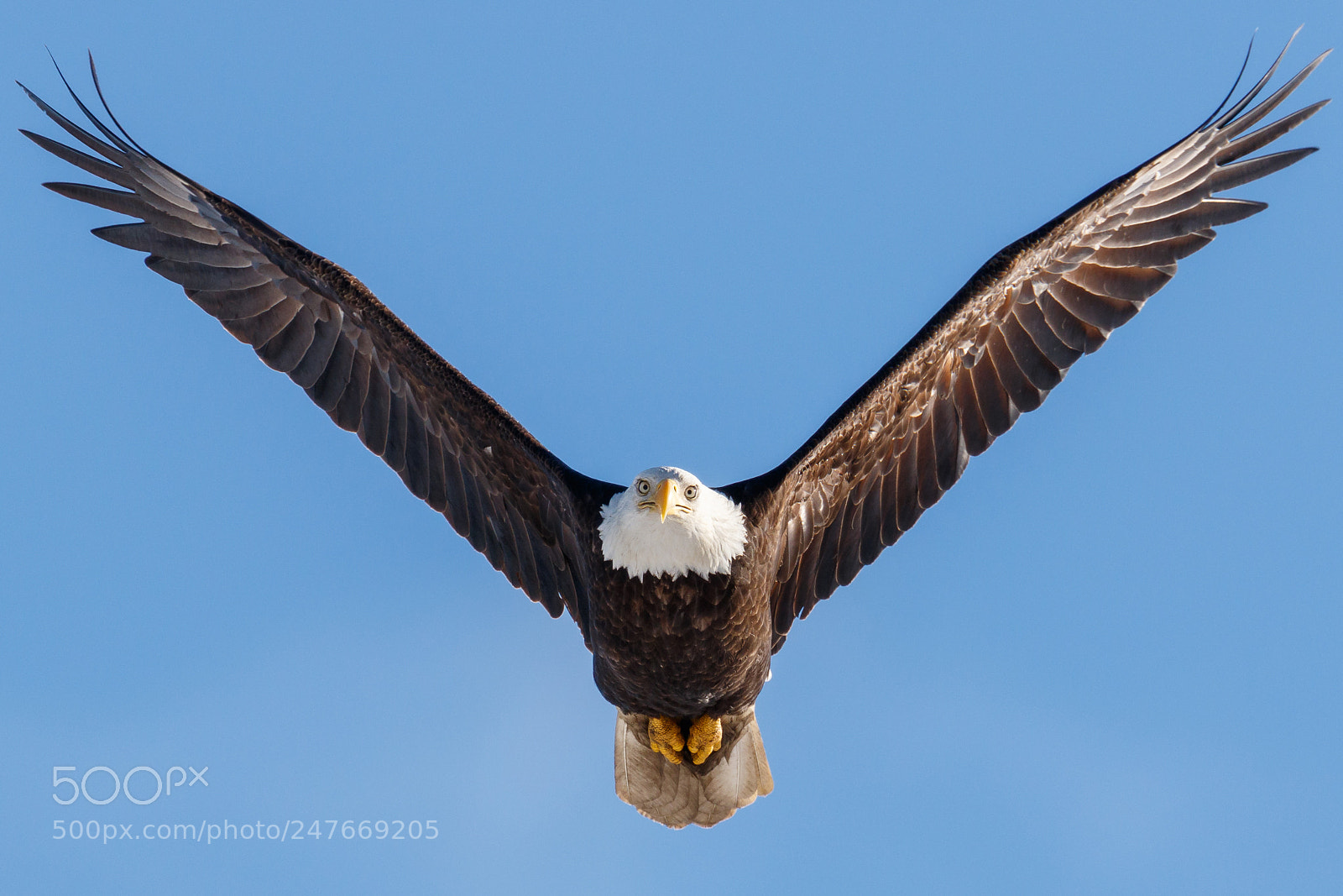 Canon EOS 7D Mark II sample photo. Wings up photography