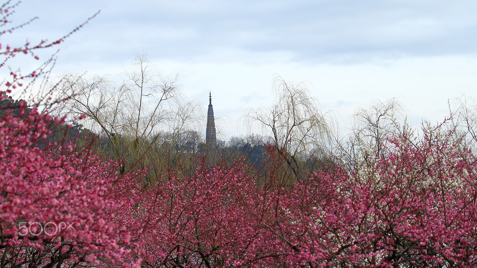 Canon EOS-1D X sample photo. 杭州孤山公园 photography