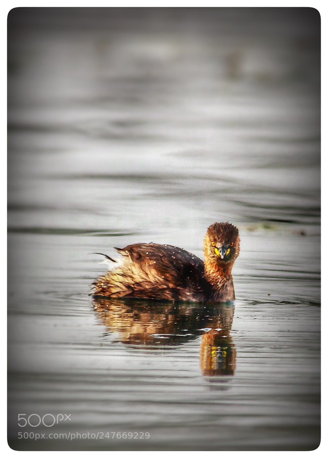 Canon EOS 550D (EOS Rebel T2i / EOS Kiss X4) sample photo. Little grebe photography