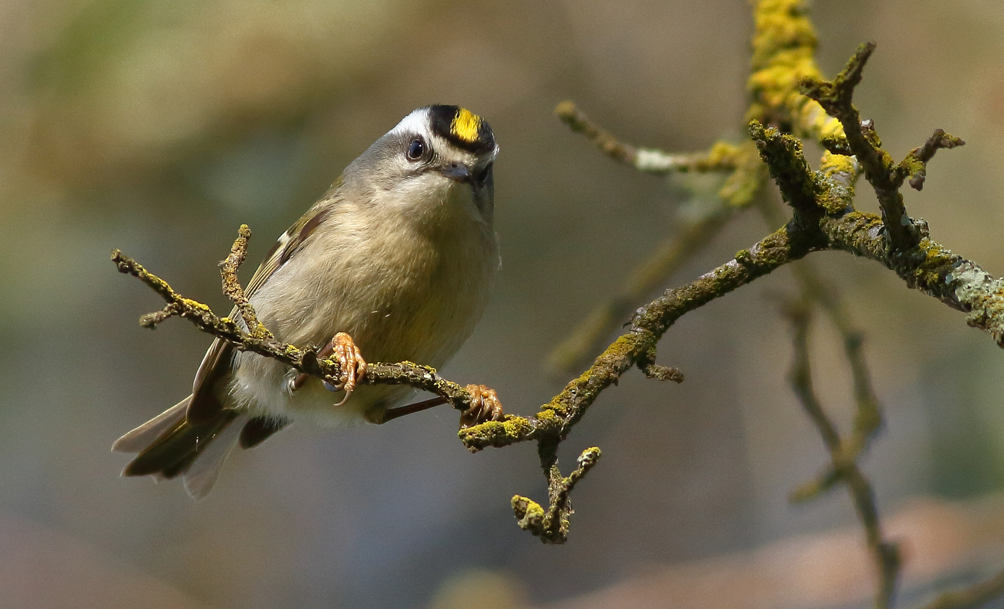 Canon EOS 7D + Canon EF 400mm F5.6L USM sample photo. Golden-crowned kinglet photography