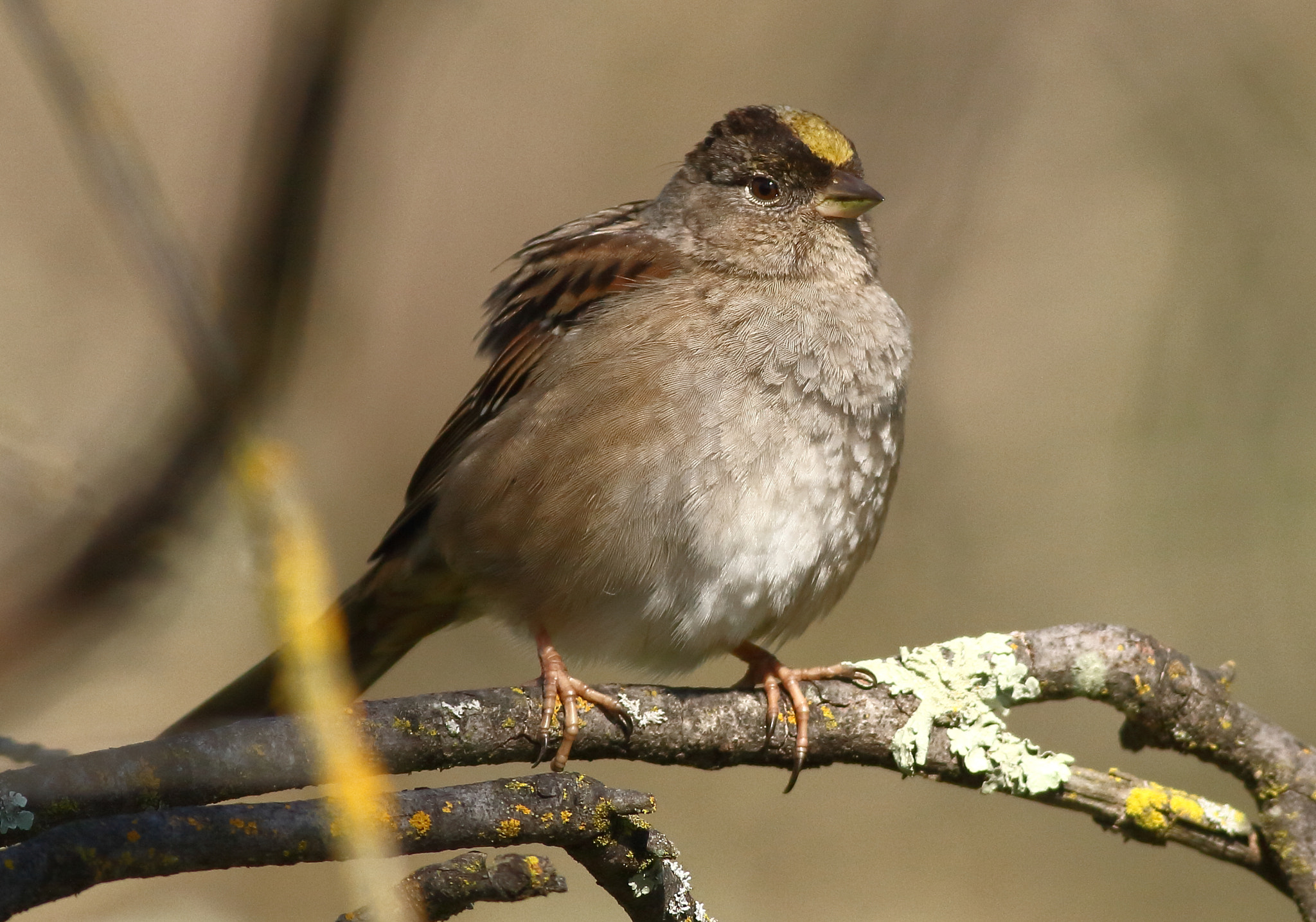 Canon EOS 7D + Canon EF 400mm F5.6L USM sample photo. Golden-crowned sparrow photography