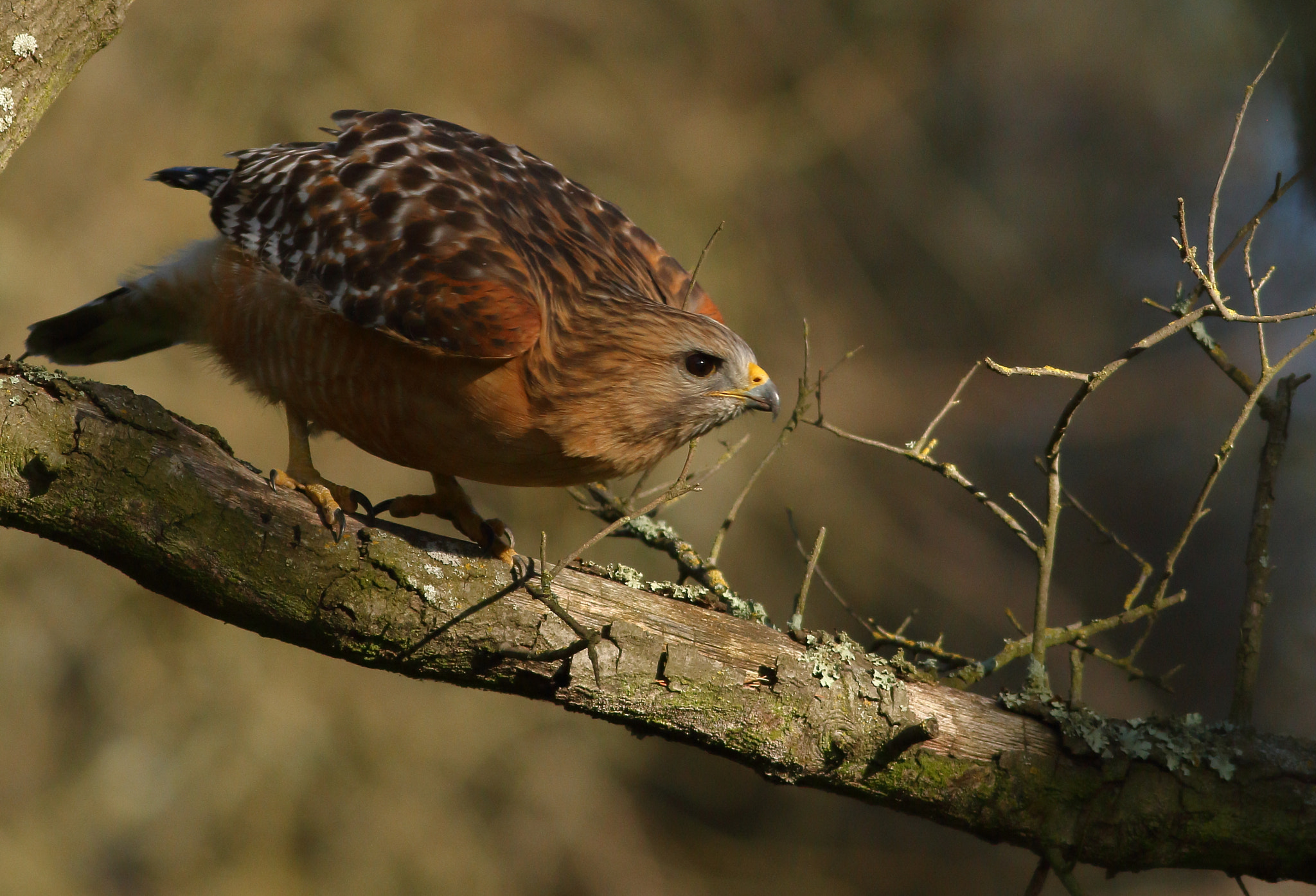 Canon EOS 7D + Canon EF 400mm F5.6L USM sample photo. Red-shouldered hawk photography