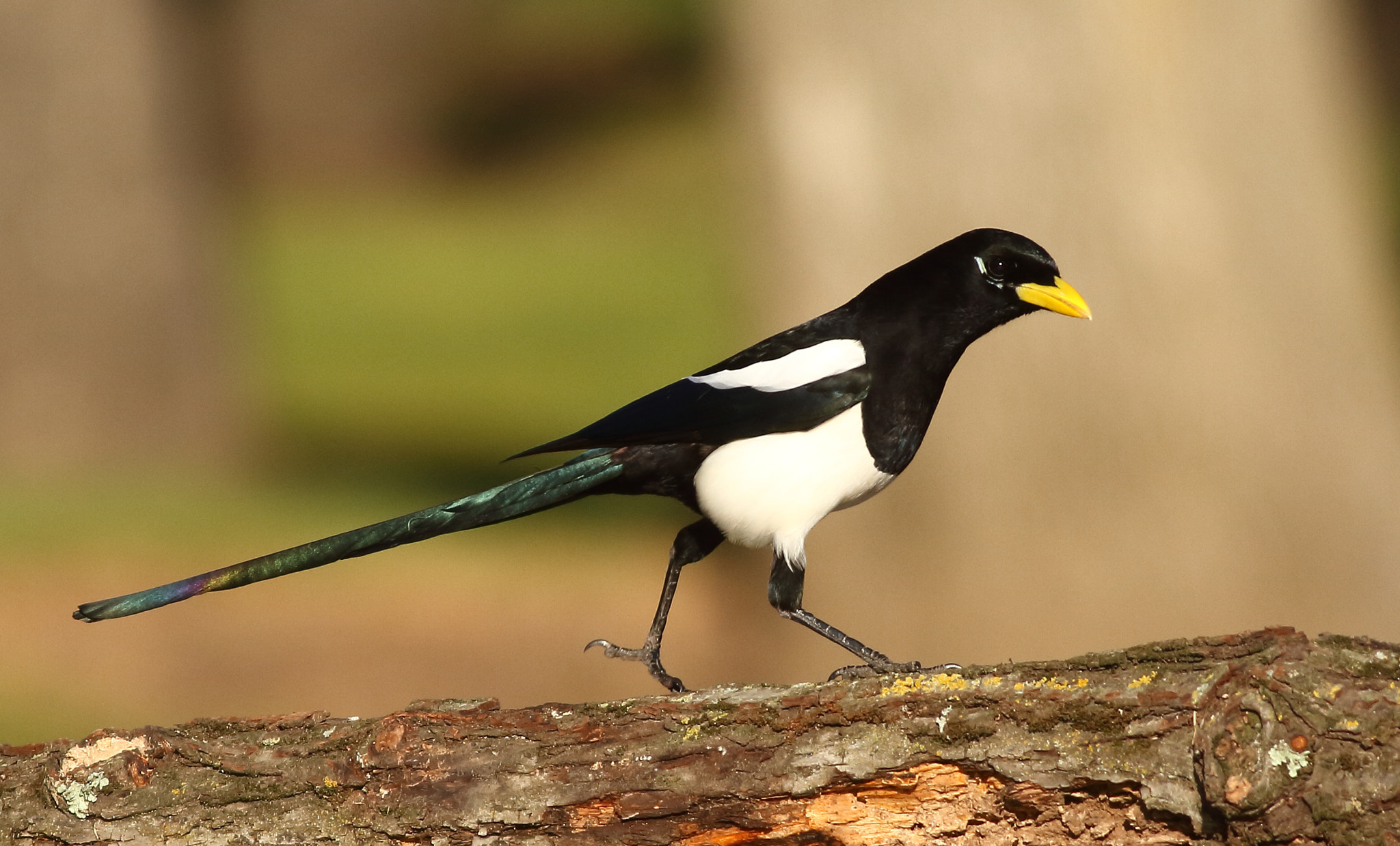 Canon EOS 7D + Canon EF 400mm F5.6L USM sample photo. Yellow-billed magpie photography