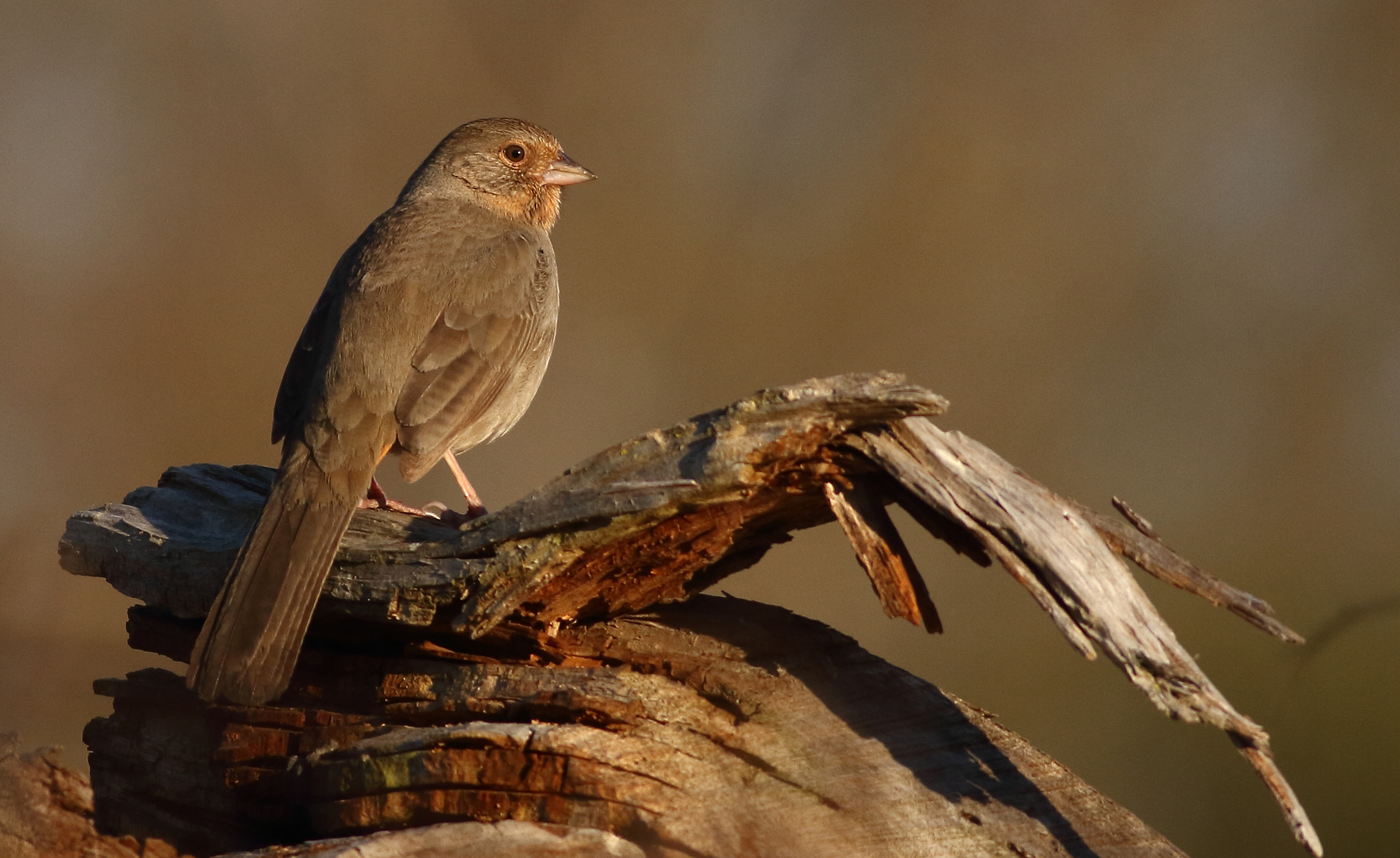 Canon EOS 7D + Canon EF 400mm F5.6L USM sample photo. California towhee photography