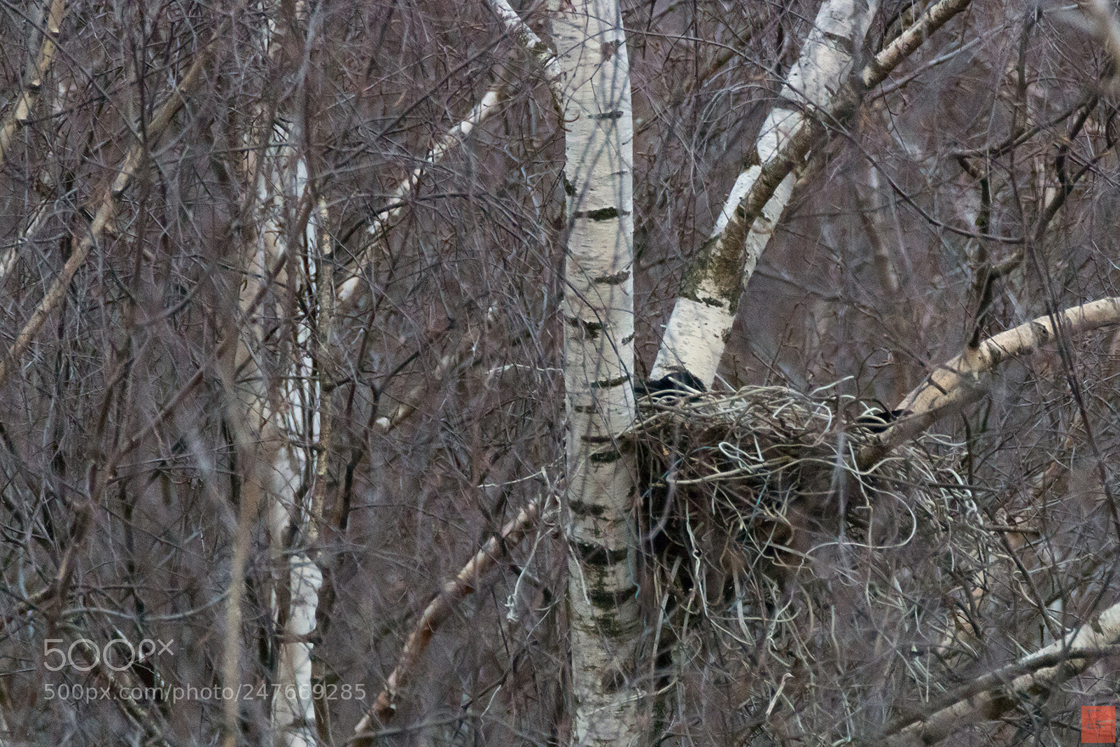 Canon EOS 70D sample photo. The crow's nest photography