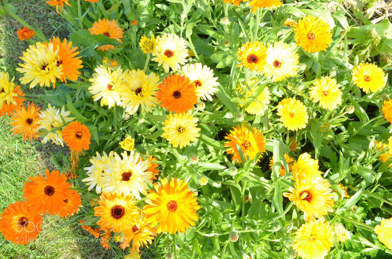 Nikon D5100 sample photo. Dsc photography
