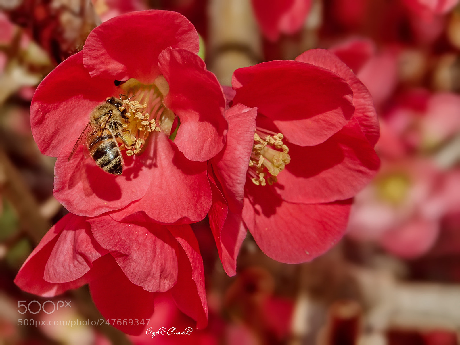Canon EOS 7D sample photo. Bee at work photography