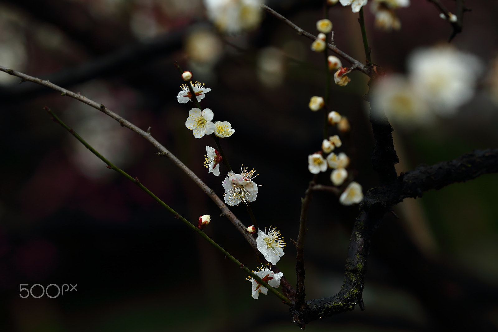 Canon EOS-1D X sample photo. 孤山梅花 photography