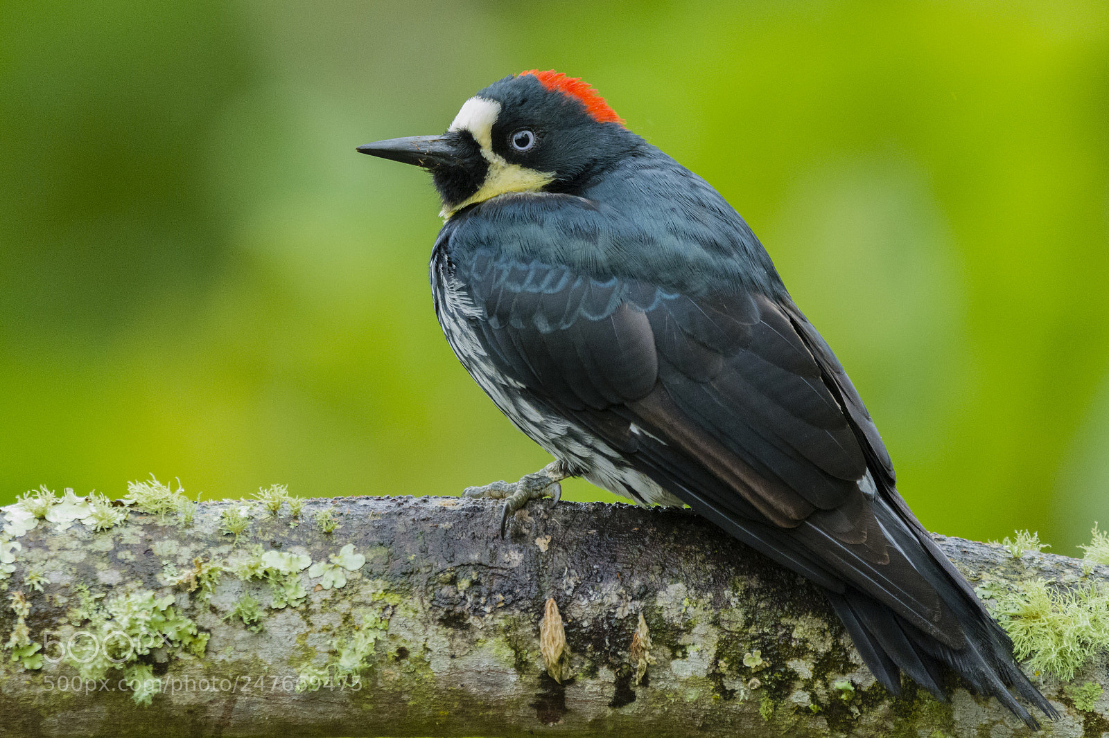 Nikon D7100 sample photo. Acorn woodpecker photography