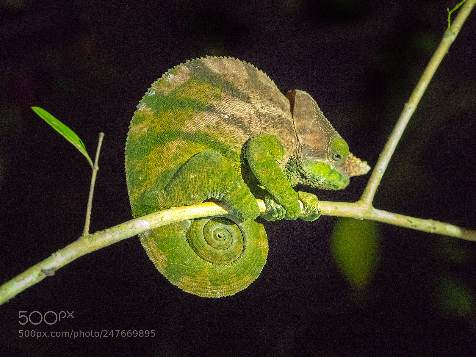Panasonic Lumix DMC-GX8 sample photo. Parson s chameleon calumma photography
