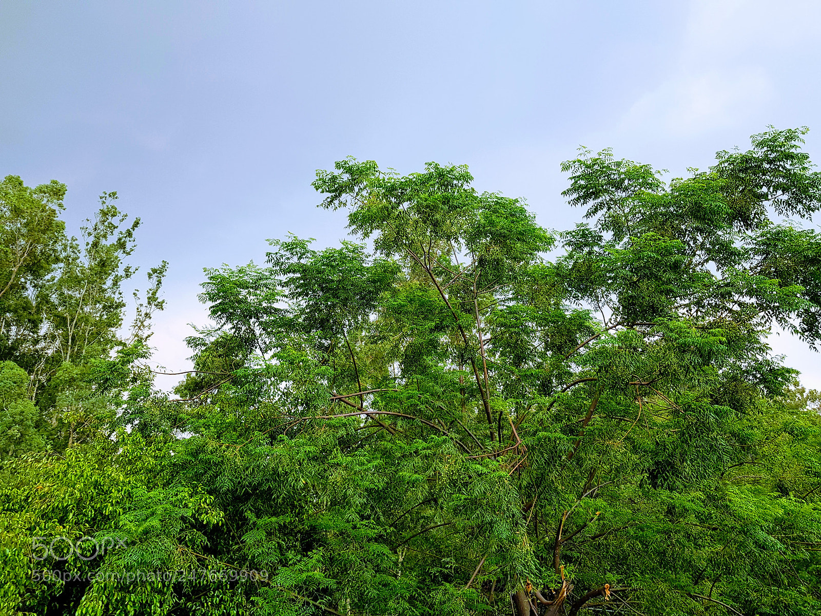 Samsung Galaxy S8+ sample photo. Tree cover photography