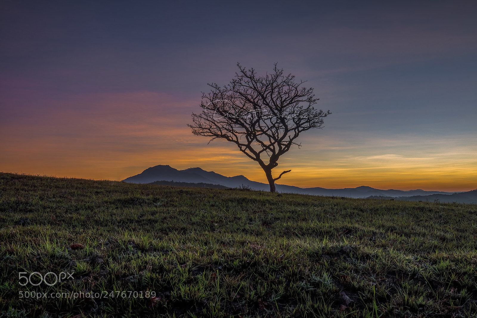 Canon EOS 5DS R sample photo. Alone tree photography