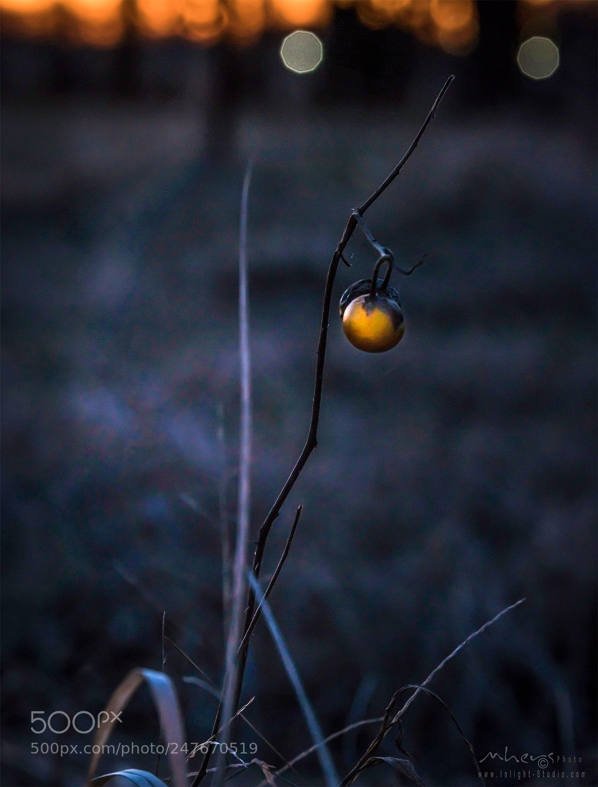 Nikon D850 sample photo. Untitled photography