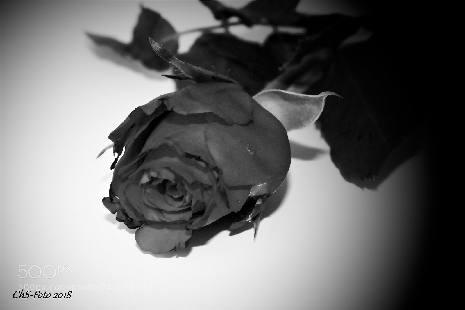 Canon EOS 550D (EOS Rebel T2i / EOS Kiss X4) sample photo. Rose sw photography