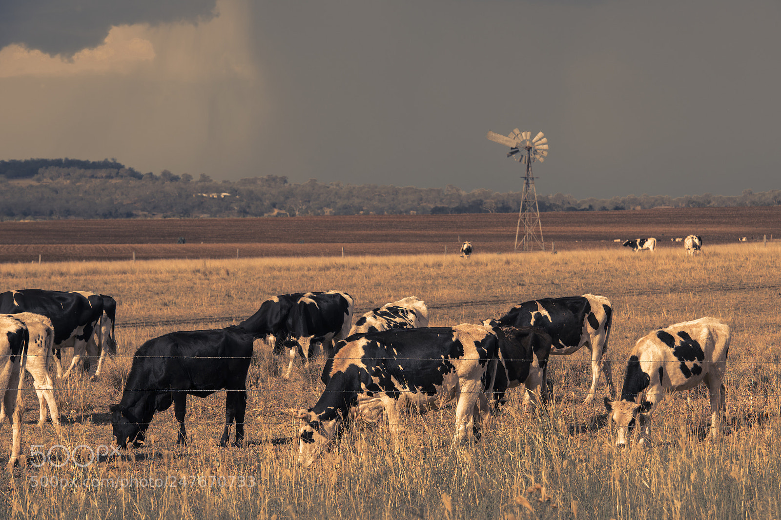 Nikon D800 sample photo. Australian cows photography