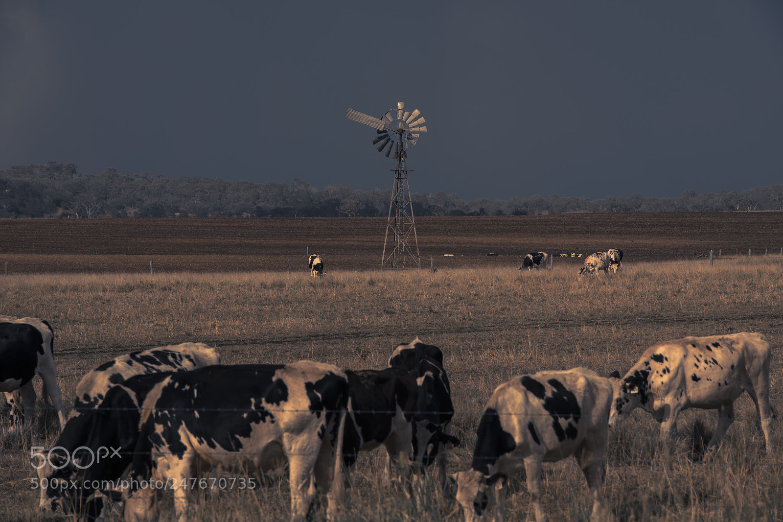 Nikon D800 sample photo. Australian cows photography